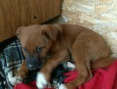 Продам собаку питбуль, самка в Твери, Лайка, Девочка, 2 месяца, проявляет уже охранные