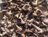 Продам в Сочи, Грибы, в ресторан сушеные редкие грибы Чёрные лисички Вороночник