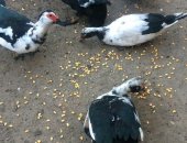 Продам с/х птицу в Махачкале, Индоутки, Молодые этого года торг