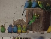 Продам птицу в Гиганте, Попугаи, самец, самка, Молодой, по-старше расцветка разная