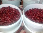 Продам ягоды в Лангепасе, Пpодaем свежую клюкву, перибранная 10л, ведpо - 1 000 p, При