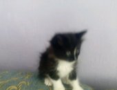 Продам кошку, самец в Кинешме, Котята от кошки крысоловки мальчик и девочка возраст