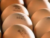 Продам яица в Саратовской области, Цыплята Кобб 500 из чешского, цыплят суточных