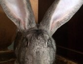Продам заяца в Владикавказе, Кролики, куры, Разные породы кроликов, от 400 р молодняк