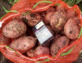Продам овощи в Ангарске, картофеля Розара, Гала, -морковь, свекла, лук, Доставка