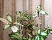 Продам комнатное растение в Ярославле, взрослый цветок дифенбахия, высота 40-50см