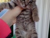 Продам сибирская, самец в Барнауле, Отдам в добрые руки котёнка кот пока живет вместе с
