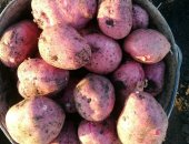Продам овощи в Белебее, Картофель красный нового урожая, крупный красный картофель нового