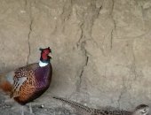 Продам птицу в Махачкале, Фазаны, фазан румынский и охотнечий