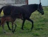 Продам лошадь в Дугулубгее, Кобыла англо-кабардинской породы, 4, 5 лет, Масть