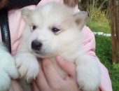 Продам собаку сибирская хаски в Подольске, Щенки, щенки, рожденные 13, 09, 2018