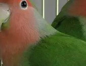 Продам птицу в Коврове, Розовощекий неразлучник, неразлучников попугаев самец и самка