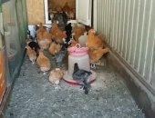 Продам с/х птицу в Майском, Подрощенные цыплята породы орпингтон палевый, куропатчатый