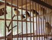 Продам птицу в Самаре, Кенара молодняк поют, Разных цветов