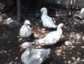 Продам с/х птицу в Зернограде, Гуси породы "Линда", Один гусак и три гусыни, возраст один