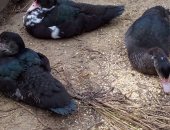 Продам с/х птицу в Орехове-Зуеве, Крупные мускусы самцы и уточки черные с белым и