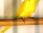 Продам птицу в Краснодаре, Ожереловые попугаи, молодых ожереловых: Желтые Имеется клетка