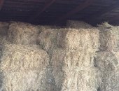 Продам корм для грызунов в Киржаче, Сено в тюках, солома, Урожай 2018 года В среднем вес