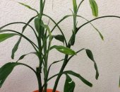 Продам комнатное растение в Екатеринбурге, Драцена "бамбук счастья", Двухлетняя