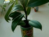 Продам комнатное растение в Уфе, Фикус, фикус 20-30 см 100 руб, 50-60 см 300 руб