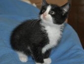 Продам кошку, самец в Щёлкове, Котик Макс, 1, 5 месяца, Маленький котенок