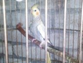 Продам птицу в Алуште, Корелла, Кореллы 2 месяца, С хорошим аппетитом, активные, Любят