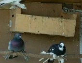 Продам птицу в Улане-Удэ, Голубь, Голуби домашние, красивые! Посмотреть можно