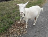 Продам в Новом Осколе, козу зааненской породы, было 2 окота-по 3 козлёнка, молоко даёт