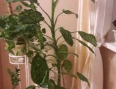 Продам комнатное растение в Белогорске, Диффенбахия, диффенбахию высотой 1м 20 см, растет