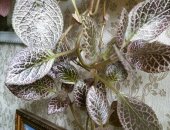Продам комнатное растение в Ангарске, Эписция, Неприхотливое ампельное с перламутовыми
