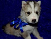Продам собаку сибирская хаски в Саратовской области, Продаютcя щенки хacки рожденные