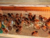 Продам яица в Нижнем Новгороде, Цыплята Кучинской Юбилейной, суточные, только под заказ