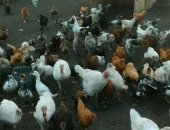 Продам с/х птицу в Черкесске, Утята, утята 350р утятам 4 месяца, а так же есть цыплята