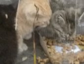 Продам кошку, самец в Екатеринбурге, Котята рыженький, черный и серенький ждут своего