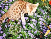 Продам бенгальская, самец в Казани, Чудо леопардики, Красивые котята из питомника