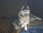 Продам собаку сибирская хаски, самец в Нижневартовске, Предлагается шикарный кобель
