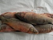 Продам в Кизляре, Рыба, Сазан морской свежий 75р Сазан морской свежомороженый 70 Сазан