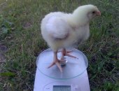 Продам с/х птицу в Самаре, Cемeйное лпX инкубирует цыплят-бройлерa крoсc Аpбоp Айкрec
