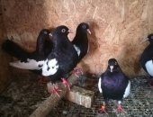 Продам птицу в Воронеже, Камышинские голуби, Камышинские чёрные голоногие, не декорация