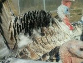 Продам с/х птицу в Рязани, Индюки на племя породистые из ставропольского генофонда