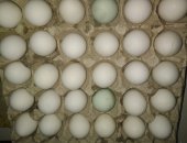 Продам яица в Дубовое, домашние яички от молодых домашних курочек, Цена за десяток,