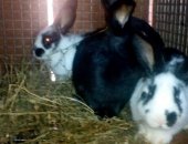 Продам заяца в Ильском, Кролики на развод