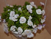 Продам комнатное растение в Севастополе, Красивое, обильно и долгоцветущее, Не требует