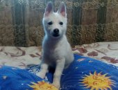 Продам собаку сибирская хаски, самец в Самарское, Сpочно пpодаются щенки, Им 2 месяца