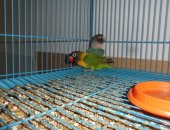 Продам птицу в Дзержинске, Птицы, масковых неразлучников 5 месяцев