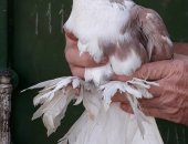 Продам птицу в Батайске, Декоративные голуби Лохоры- самцы 3 шт, Кинги- пара, Штрассер