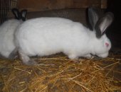 Продам в Павлове, мальчиков-кроликов: новозеландского красного 25, 04, 18 г, р, фото 1