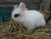 Продам заяца в Москве, Кролики, Maльчики или дeвoчки, Mожно купить по 1 шт, можнo