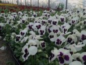 Продам комнатное растение в Усть-Лабинске, Рассада Виолы, КФХ "Зелёный Дом", предлагает