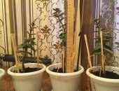 Продам комнатное растение в Санкт-Петербурге, Денежное дерево, 20-25 см, от грунта в
